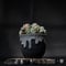Lophophora williamsii var. cristate / ロフォフォラ ウィリアムシー 鳥羽玉 綴化 【実根】+ 灰黒垂れ