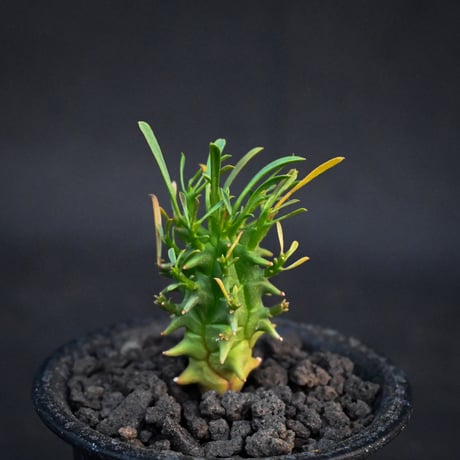 Euphorbia schoenlandii / ユーフォルビア スコエランディ 闘牛角【実生】
