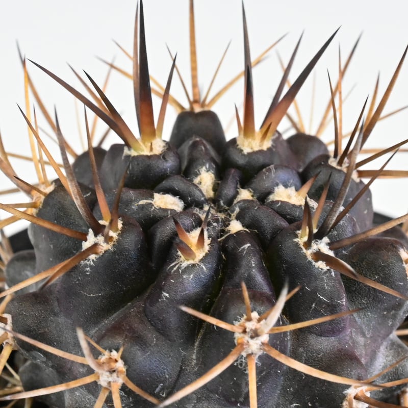 激レア　ピロカクタス　エリオシゾイデス CH1629,　3株セット Pyrrhocactus sp. Cuesta Las Cardas / ピロカクタス (エリ
