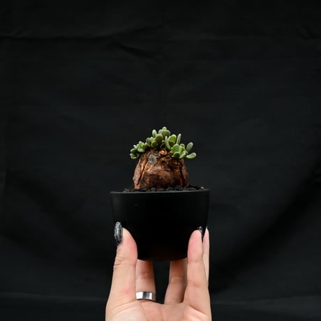Ceraria pygmaea / ケラリア ピグマエア 【発根済】 [雌雄未判別]