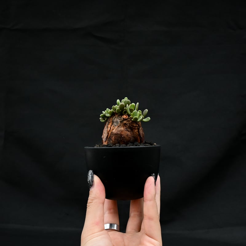 Ceraria pygmaea / ケラリア ピグマエア 【発根済】 [雌雄未判別