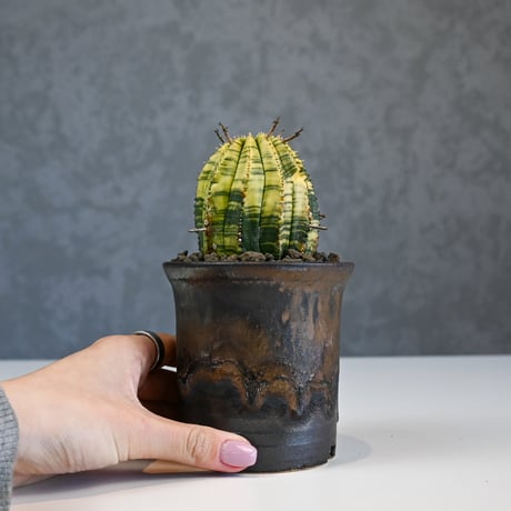 Euphorbia obesa hyb ’ Bonten ’ variegated / ユーフォルビア オベサ 丹天 錦 斑入り 【発根済】 + 信楽焼