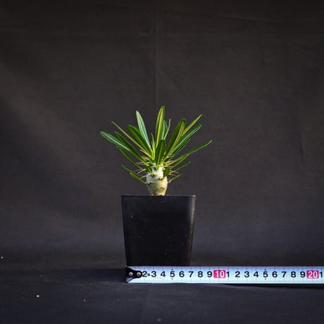 Pachypodium ambongense / パキポディウム アンボンゲンセ 【実生】