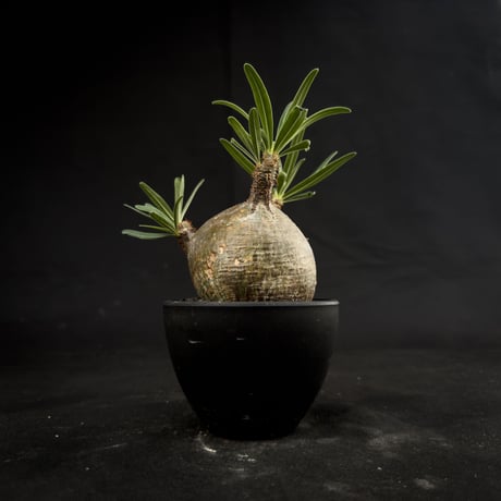 Pachypodium rosulatum var. gracilius / パキポディウム グラキリス 【微発根】