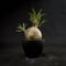 Pachypodium rosulatum var. gracilius / パキポディウム グラキリス 【微発根】