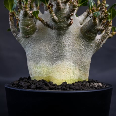 Adenium arabicum super dwarf / アデニウム アラビカム スーパードワーフ【微発根】