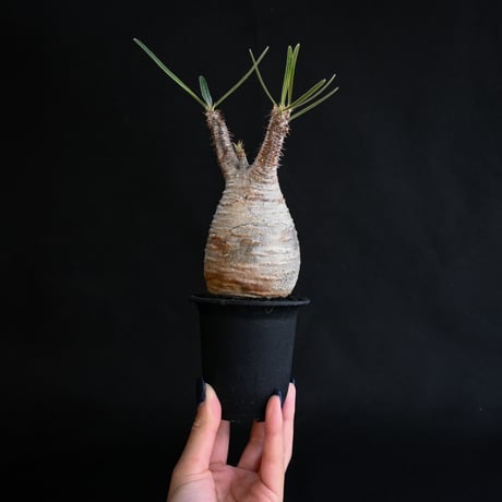 Pachypodium rosulatum var. gracilius / パキポディウム グラキリス 【発根済】