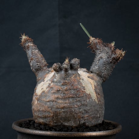 【Premium Line】 Pachypodium rosulatum var. gracilius / パキポディウム グラキリス 【微発根】 + Pleasure 【Wild Heaven】