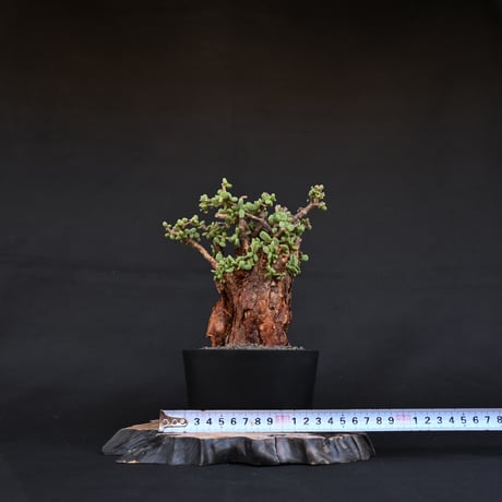 [雄株]  Ceraria pygmaea / ケラリア ピグマエア 【発根済】