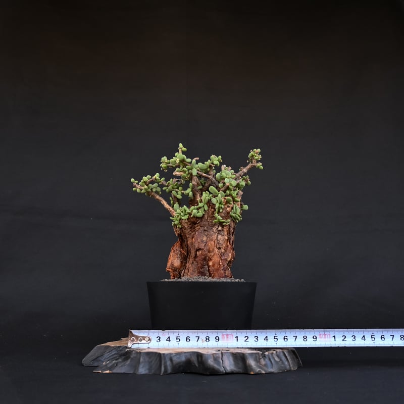 雄株] Ceraria pygmaea / ケラリア ピグマエア 【発根済】 | GREE