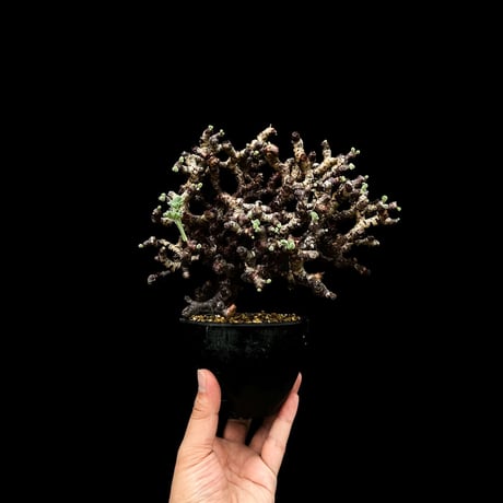 Pelargonium mirabile / ペラルゴニウム ミラビレ (微発根)