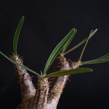 Pachypodium rosulatum var. gracilius / パキポディウム グラキリス 【発根済】