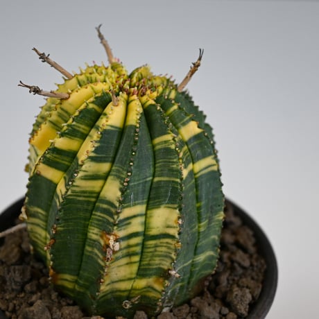 Euphorbia obesa hyb ’ Bonten ’ variegated / ユーフォルビア オベサ 丹天 錦 斑入り 【発根済】 + 信楽焼