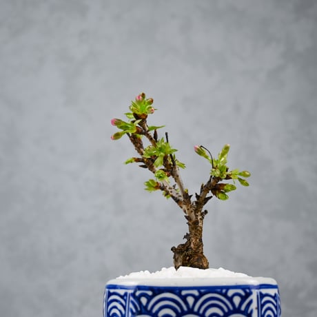 【桜盆栽】 Cerasus serrulata 'Asahiyama' / サクラ '旭山' (朝日山) / アサヒヤマ + 信楽焼