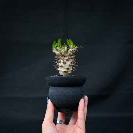 Pachypodium ambongense / パキポディウム アンボンゲンセ 【実生】 + 信楽焼