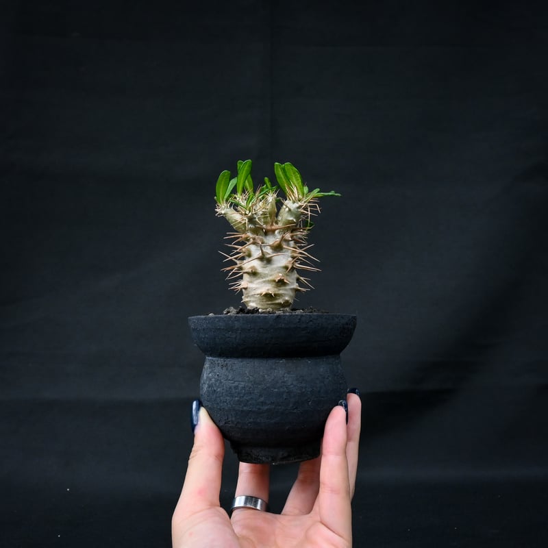 Pachypodium ambongense / パキポディウム アンボンゲンセ Pachypodium ambongense / パキポディウム アンボンゲンセ