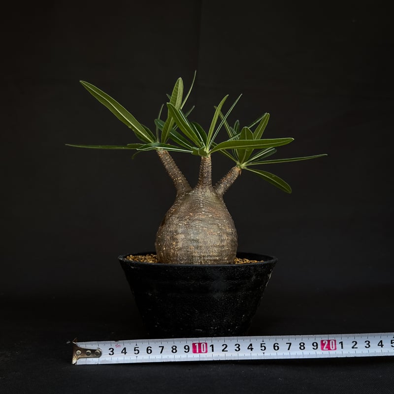 Pachypodium rosulatum var. gracilius / パキポディウム