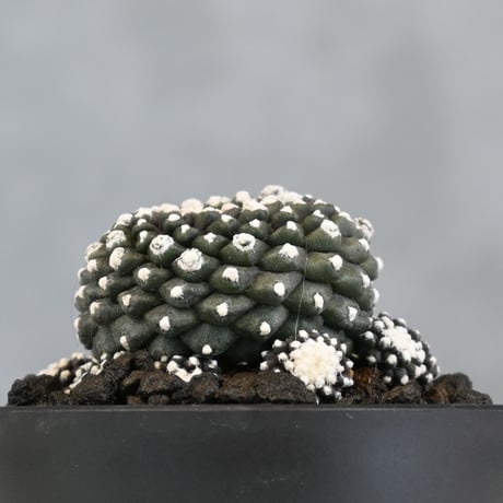 Copiapoa tenuissima / コピアポア テヌイシマ 【実生】