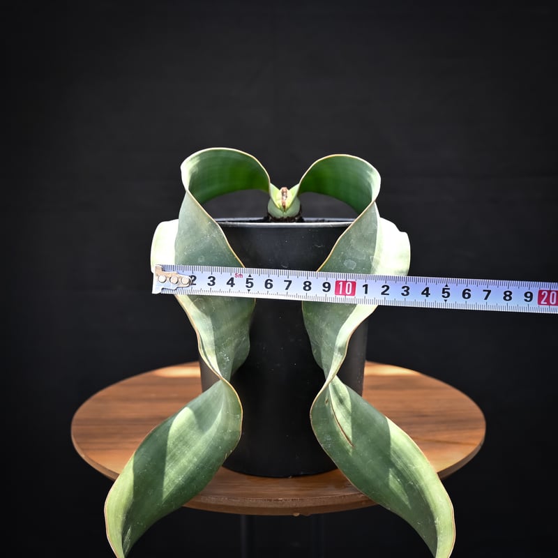 Welwitschia mirabilis / ウェルウィッチア ミラビリス 奇想天外 Welwitschia mirabilis / ウェルウィッチア ミラビリス 奇想天外
