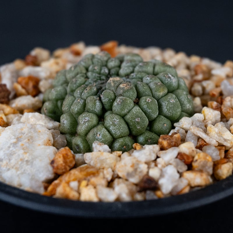 Larryleachia cactiformis / ラリレアキア カクティフォルメ 仏