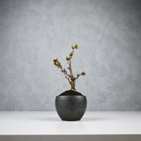 【桜盆栽】 Cerasus serrulata 'Asahiyama' / サクラ '旭山' (朝日山) / アサヒヤマ + 信楽焼