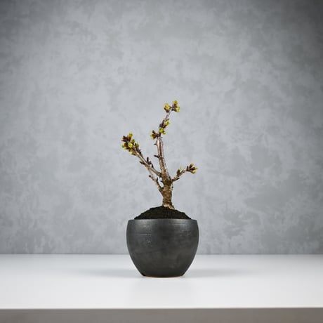 【桜盆栽】 Cerasus serrulata 'Asahiyama' / サクラ '旭山' (朝日山) / アサヒヤマ + 信楽焼