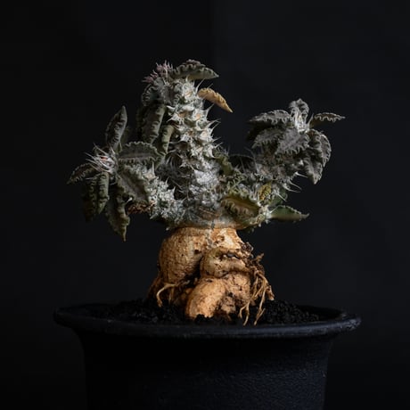 Euphorbia tulearensis / ユーフォルビア トゥレアレンシス 【発根済】