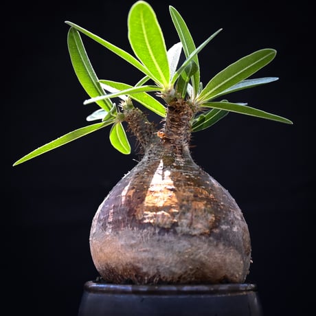 【Premium Line】 Pachypodium rosulatum var. gracilius / パキポディウム グラキリス 【発根済】 + Vintage 【後藤 瑞葉】