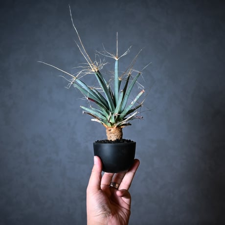 Leuchtenbergia principis / レウクテンゲルギア プリンキピス 晃山【実生】