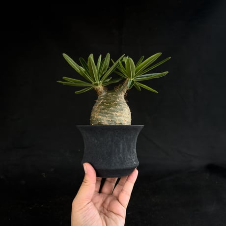 【Premium Line】 Pachypodium rosulatum var. gracilius / パキポディウム グラキリス 【微発根】+ 黒鉄【KUROGANE】
