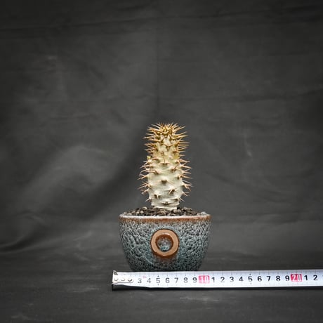【Premium Line】 Pachypodium ambongense / パキポディウム アンボンゲンセ 【微発根】 + 円 -MADOKA- 蒼鱗 凹 【QUTOTEN.】