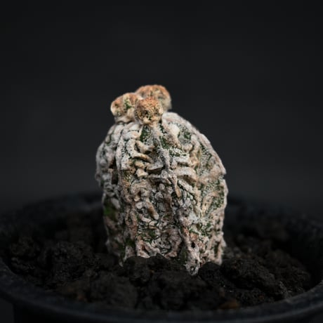 Astrophytum myriostigma f. monstrosa / アストロフィツム 子吹き鸞鳳玉 石化 (モンストローサ) (ランポー)【カキ仔】【自根】