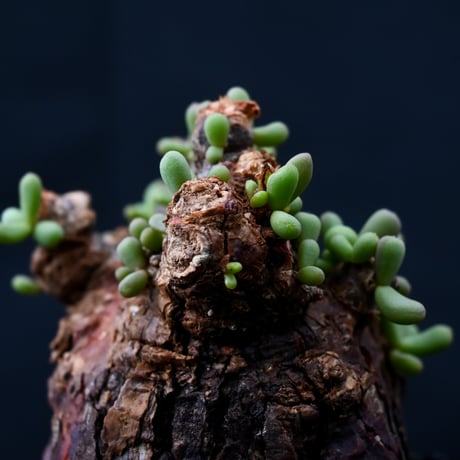 Ceraria pygmaea / ケラリア ピグマエア 【発根済】 [雌雄未判別]  + 信楽焼