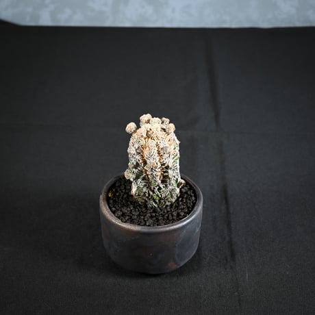 Astrophytum myriostigma f. monstrosa / アストロフィツム 子吹き鸞鳳玉 石化 (モンストローサ) (ランポー)【実生】 + 信楽焼
