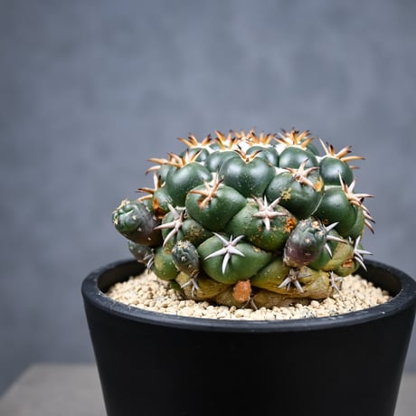 Coryphantha elephantidens / コリファンタ 短刺象牙丸 仔吹き