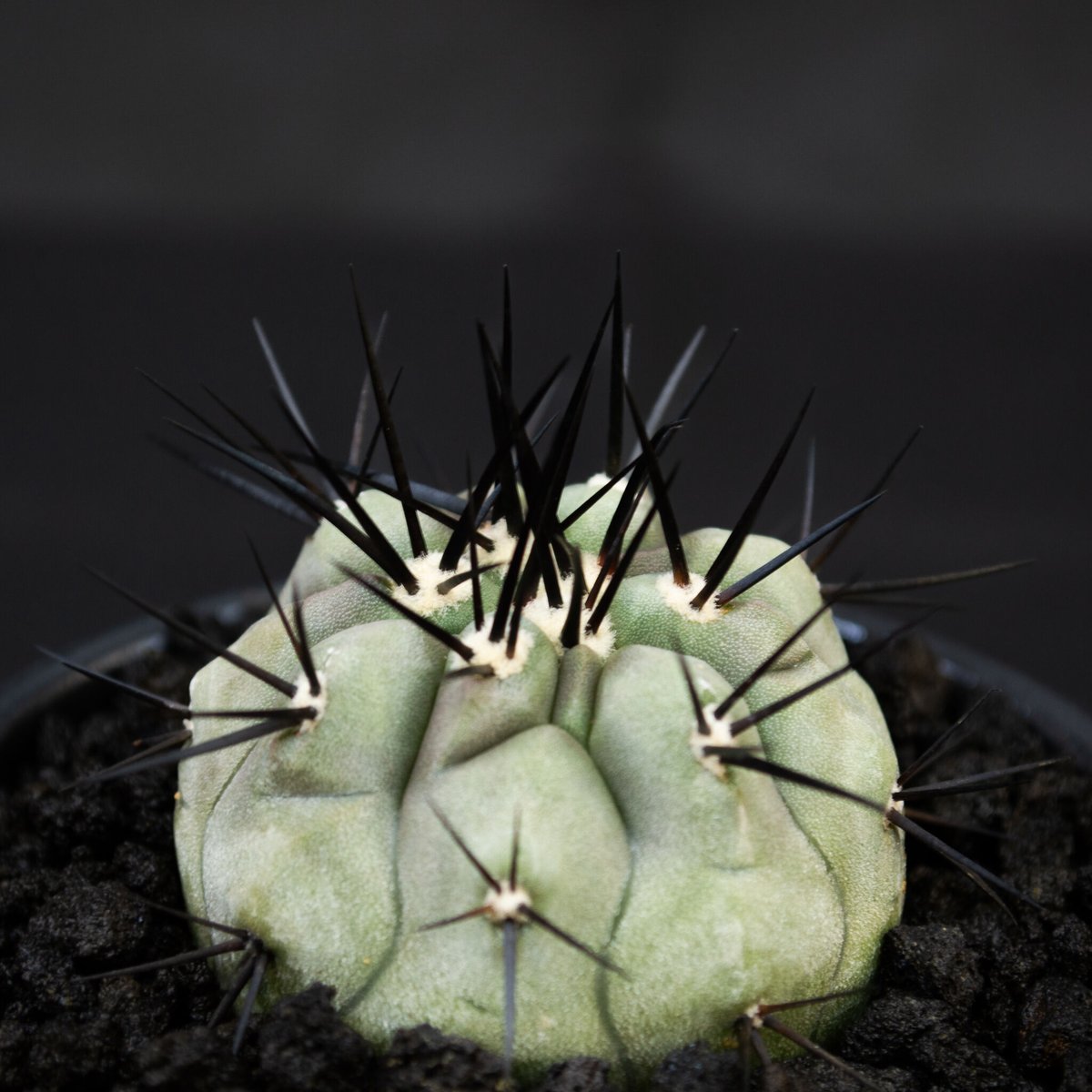 Premium Line】Copiapoa cinerea / コピアポア シネレア 黒王丸 Premium Line】Copiapoa cinerea / コピアポア シネレア 黒王丸
