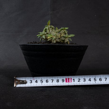 Euphorbia tulearensis / ユーフォルビア トゥレアレンシス 【発根済】
