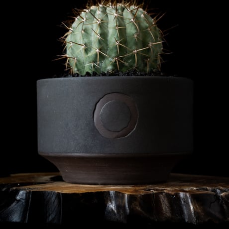 【QUTOTEN. コラボ商品】Copiapoa cinerea var. columna-alba / コピアポア コルムナアルバ 孤竜丸 白棘【実生】+ 利休 -RIKYU-