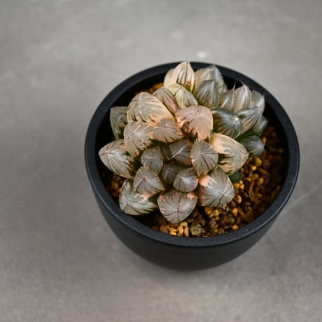 Haworthia cooperi var. truncata 'Black Obtusa' f. variegata / ハオルチア ブラック オブツーサ 錦