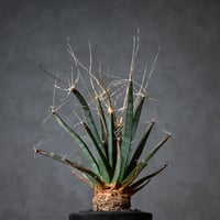 Leuchtenbergia principis / レウクテンベルギア プリンキピス 晃山【実生】