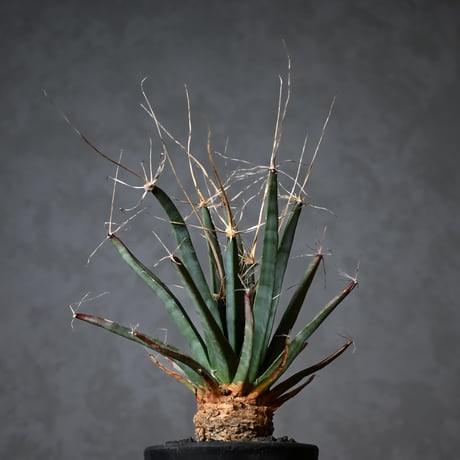 Leuchtenbergia principis / レウクテンベルギア プリンキピス 晃山【実生】