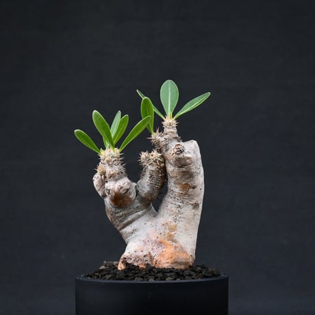 Pachypodium rosulatum var. brevicalyx / パキポディウム ブレビカリクス 【微発根】
