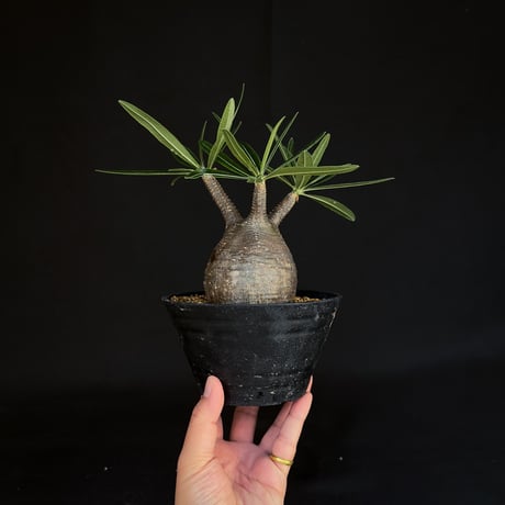 Pachypodium rosulatum var. gracilius / パキポディウム グラキリス 【発根済】