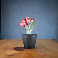 Adenium ' Medusa ' / アデニウム メデューサ 獅子葉 【発根済】