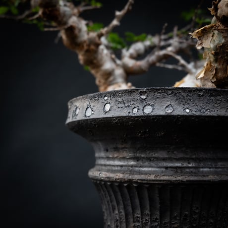 【Premium Line】 Commiphora sp. somalia " Eyl " / コミフォラ エイル 【発根済】 + 【小野瀬 一】