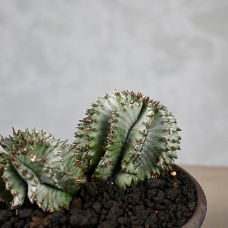 Euphorbia horrida / ユーフォルビア ホリダ + 信楽焼