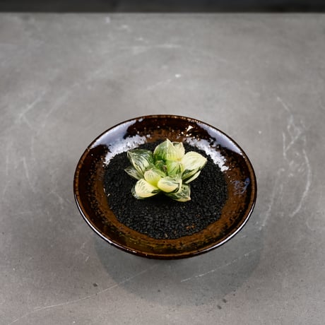 Haworthia 'Juliana' ( 'Mirrorball' X cooperi var. truncata variegated ) / ハオルチア ジュリアナ + 信楽焼