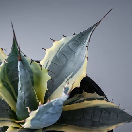 Agave parrasana ' Fire ball ' / アガベ パラサナ ファイヤーボール (白覆輪)【発根済】