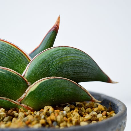 【PL】Sansevieria rorida / サンセベリア ロリダ 微斑入り + 信楽焼 (発根済) (サンスベリア)