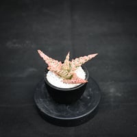Aloe hybrid / アロエ ハイブリッド【微発根】